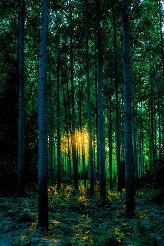 Morning glory, lasu, Topola, zieleni, drzewa, Wschód słońca, promieni słonecznych, drzewo, drewno, krajobraz