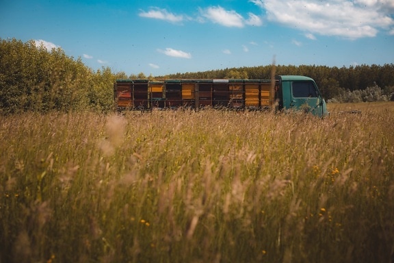 xe tải, tổ ong, mùa hè, lĩnh vực, đồng cỏ, cỏ, cảnh quan, nông thôn, hoàng hôn, thiên nhiên