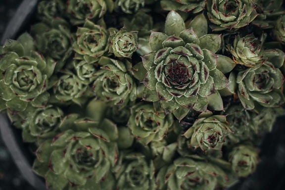 succulent, cactus, close-up, leaf, dark green, flowerpot, cluster, flora, nature, flower