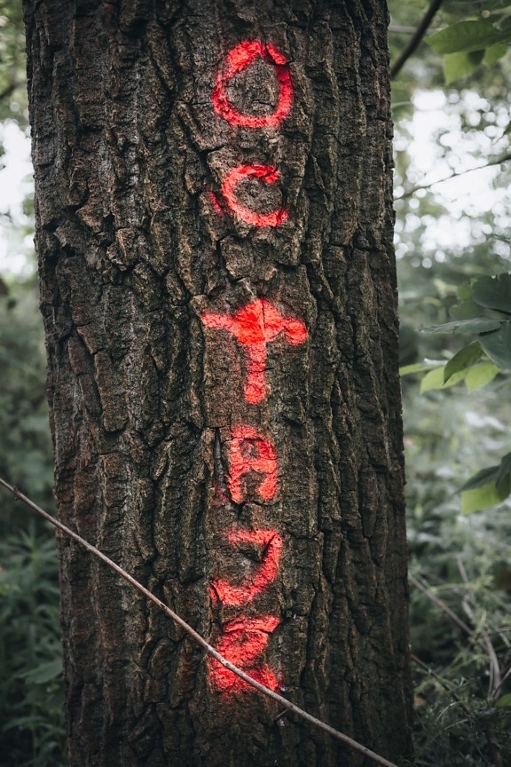 marca de, árbol, símbolo, cirílico, texto, rojo, pintura, madera, ladrar, tronco
