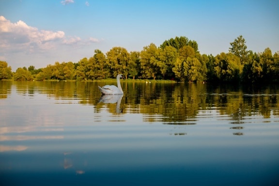 waterfowl, swan, aquatic bird, landscape, reflection, lake, water, nature, dawn, sunset