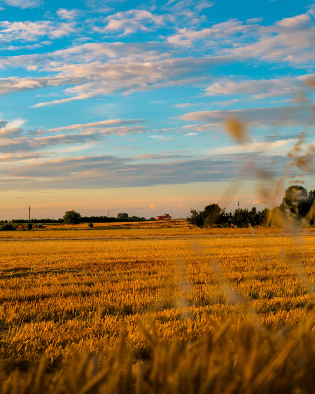 pšenica, usjevi, wheatfield, ljeto, žetva, večer, popodne, ruralni, krajolik, polje