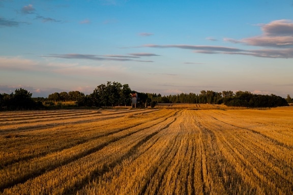 wheat, wheatfield, harvest, landscape, countryside, rural, farm, field, agriculture, sunset