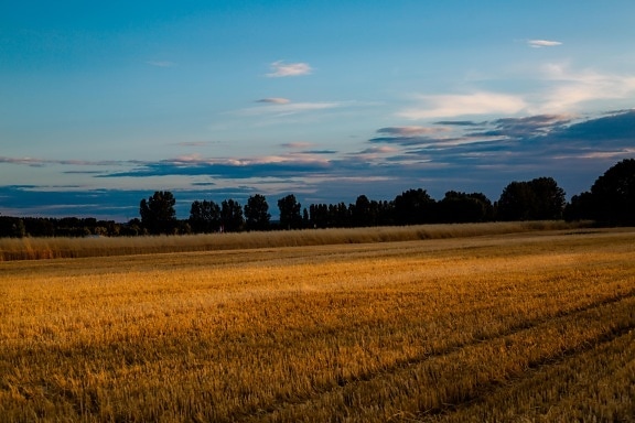 crépuscule, crépuscule, champ de blé, domaine, blé, Agriculture, paysage, coucher de soleil, herbe, rural