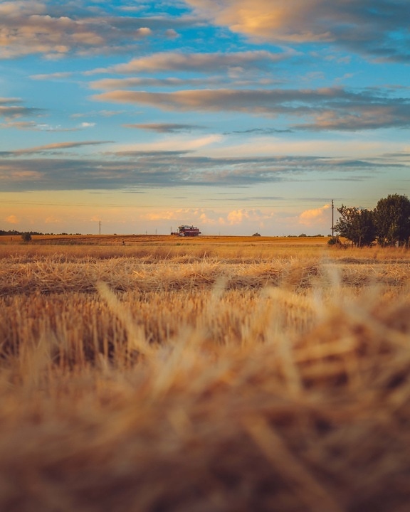 harvester, wheat, wheatfield, harvest, summer time, dusk, land, plain, field, hay
