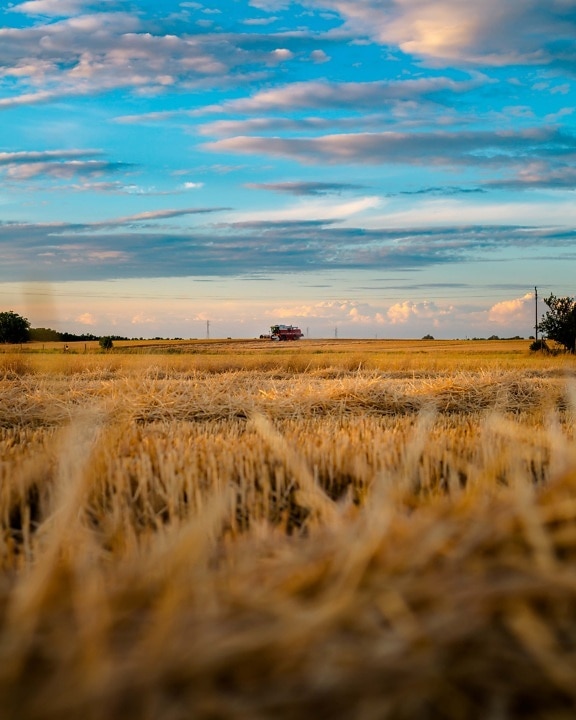 trigo, Wheatfield, máquina segador, Harvest, paja de, puesta de sol, paisaje, llano, hay, tierra