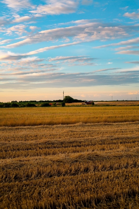 wheat, wheatfield, harvest, farmland, agriculture, rural, landscape, cereal, field, meadow