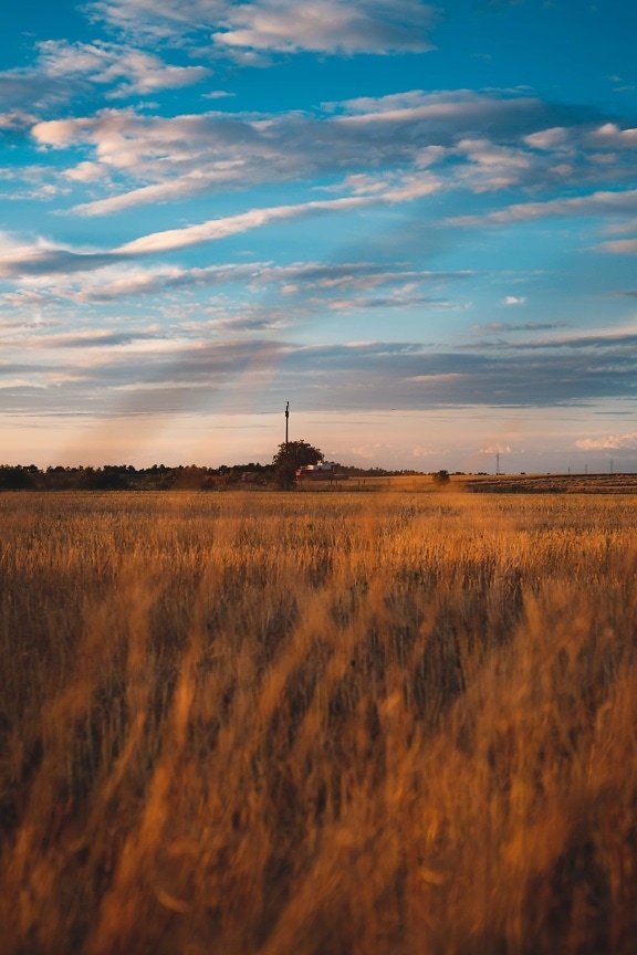 countryside, agriculture, rural, wheatfield, sunset, field, landscape, dawn, atmosphere, wheat