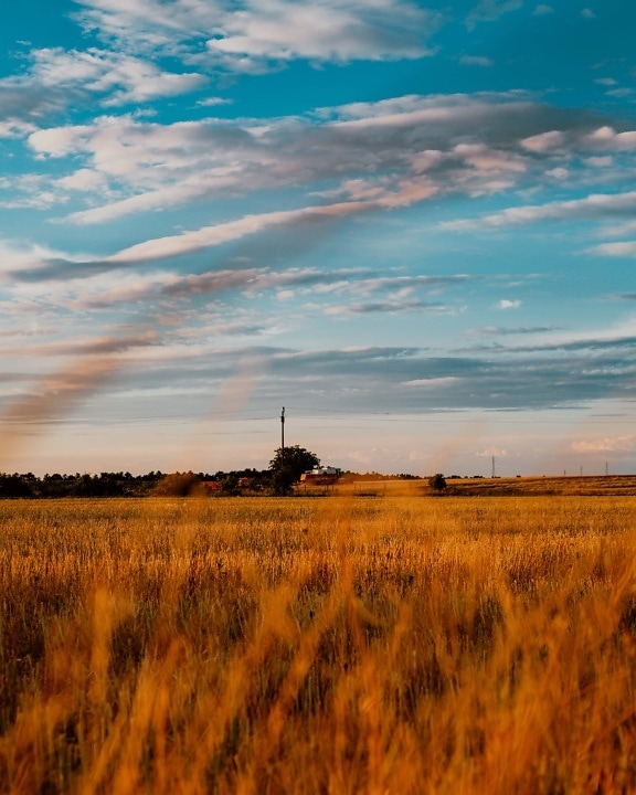 cubierta de hierba, Wheatfield, trigo, idílico, por la tarde, rural, paisaje, campo, puesta de sol, agricultura