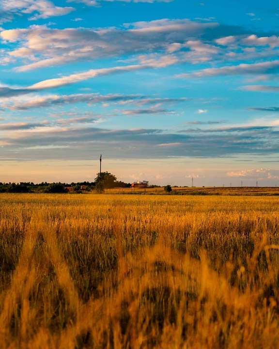 dusk, wheatfield, wheat, sunset, field, atmosphere, landscape, rural, agriculture, dawn