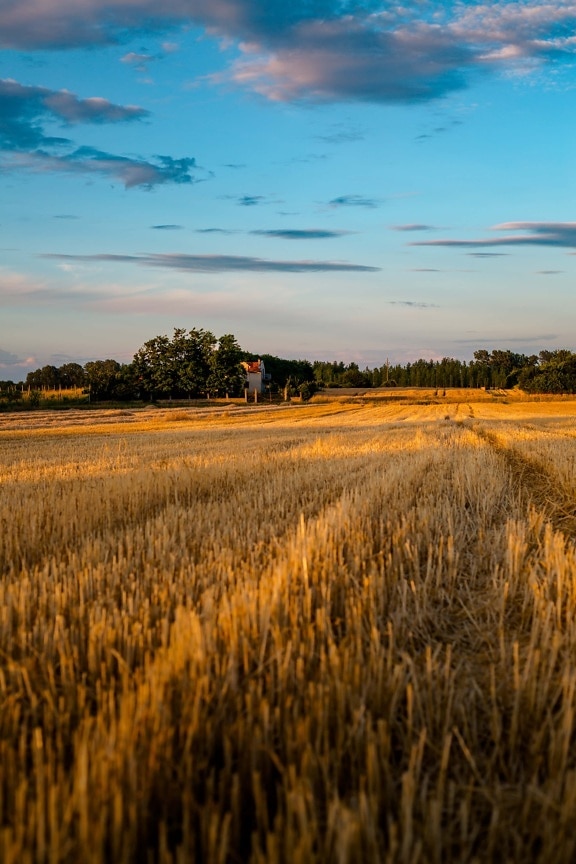 agriculture, wheatfield, wheat, rural, countryside, grass, dawn, landscape, sunset, field