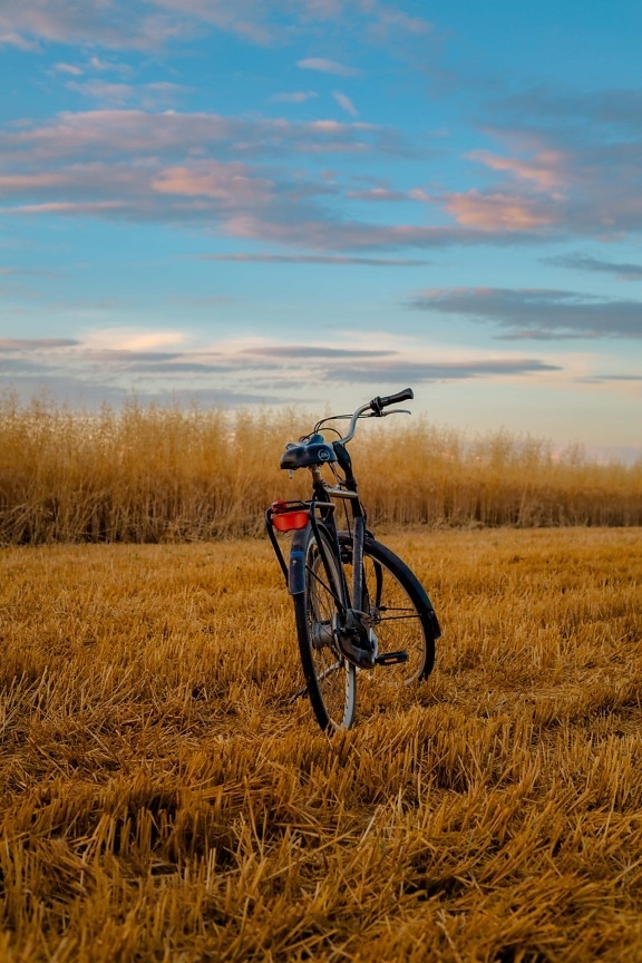 bicycle, wheatfield, wheat, agriculture, countryside, wheel, sunset, bike, outdoors, landscape