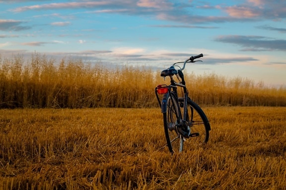 campo de trigo, trigo, bicicleta, campo, bicicleta de montanha, pôr do sol, paisagem, roda, ao ar livre, natureza