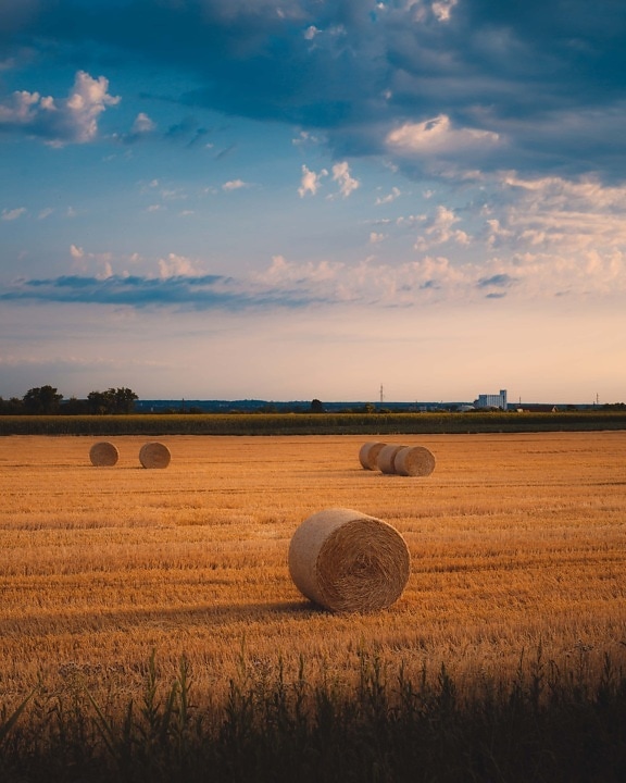 купа сено, сено поле, сено, здрач, пшеница, пейзаж, емисия, селско стопанство, залез, слама