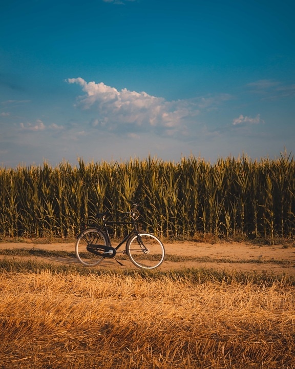 corn, cornfield, summer, bicycle, field, rural, wheat, sugar, landscape, cereal