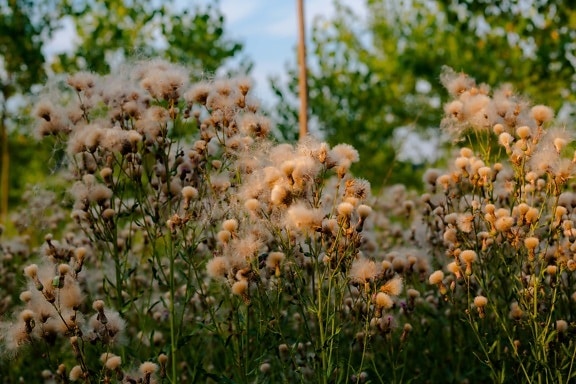 grama de algodão, gramínea, erva daninha, flor, bom tempo, natureza, planta, árvore, grama, verão