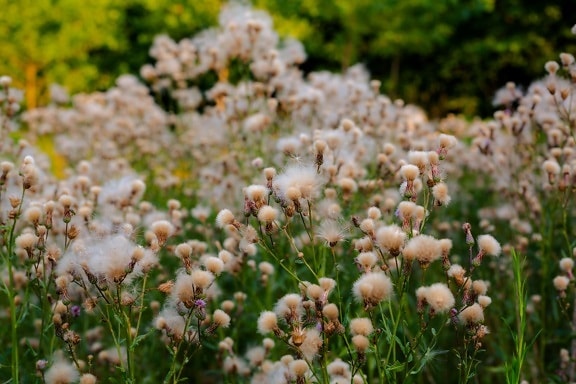 wildflower, blooming, grass plants, cotton grass, weed, plant, nature, flower, herb, outdoors