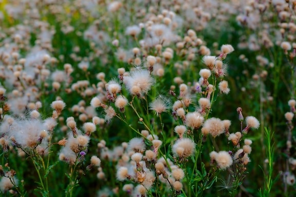 erba di cotone, erboso, erba, prato, pianta, albero, fiore, Flora, Giardino, fiori