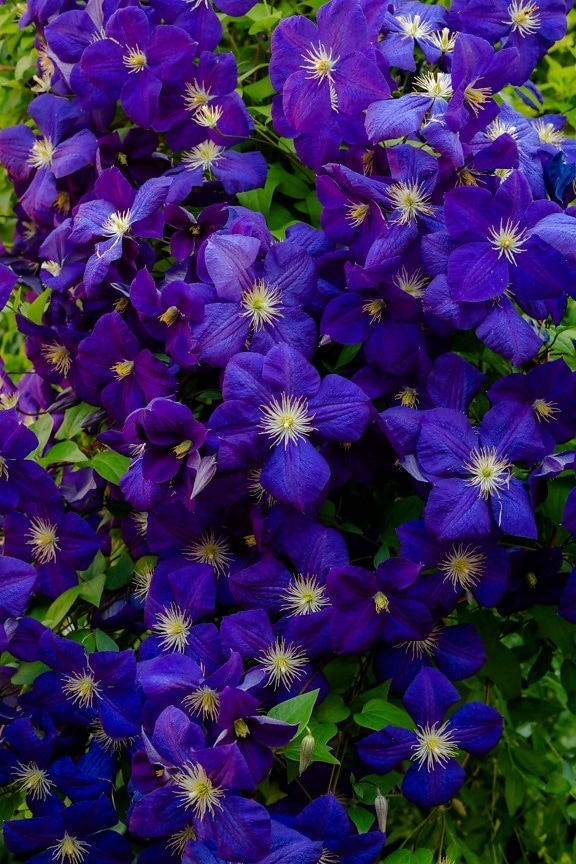 clematis, purple, flower garden, flowers, flora, nature, viola, herb, leaf, plant