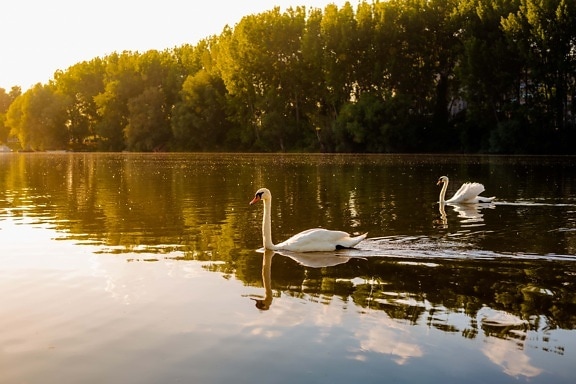 swan, majestic, sunlight, swimming, grace, water, landscape, lake, tree, river