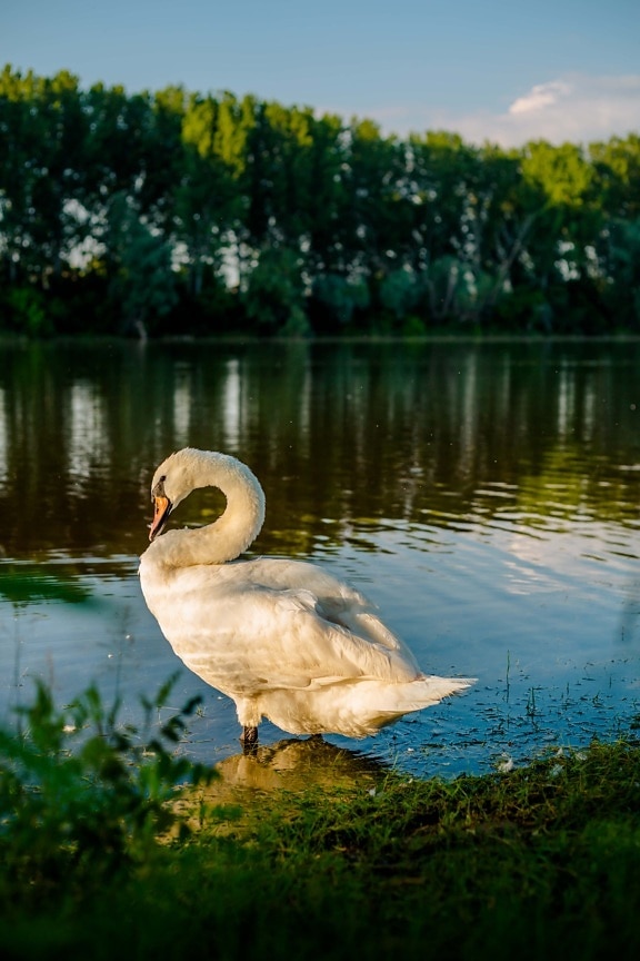 swan, majestic, grace, spectacular, bird, animal, lake, waterfowl, aquatic bird, wildlife
