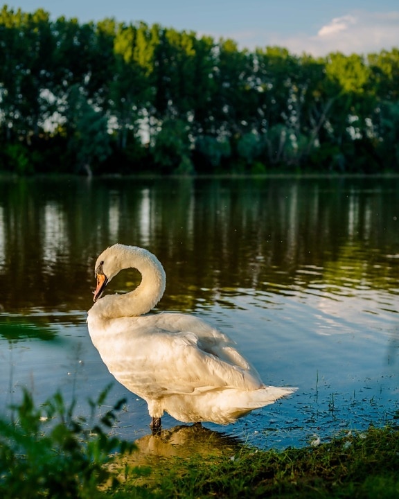 swan, riverbank, standing, neck, grace, side view, lake, bird, nature, waterfowl