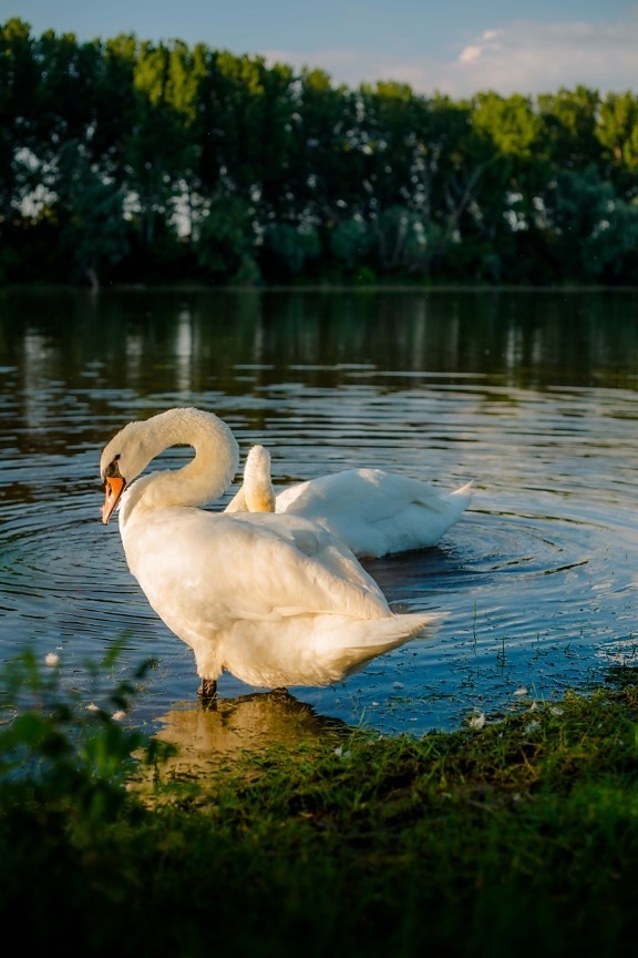 swan, standing, beautiful, neck, grace, wildlife, waterfowl, bird, aquatic bird, lake