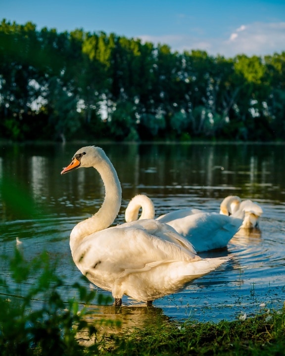 flock, swan, bird family, birds, sunny, lakeside, water, aquatic bird, swimming, waterfowl