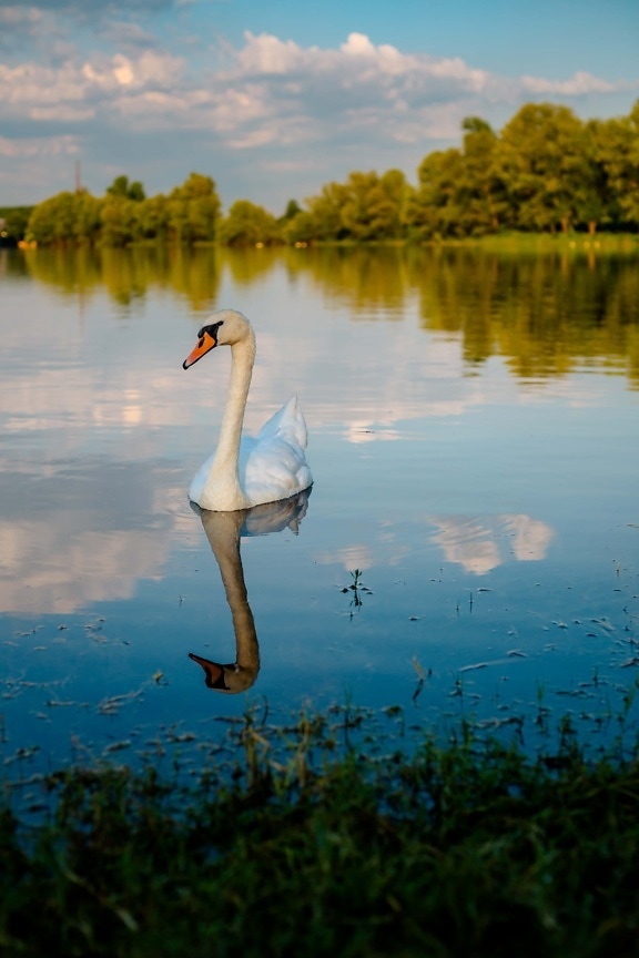 swan, curious, close-up, bird, water, lake, reflection, aquatic bird, waterfowl, nature