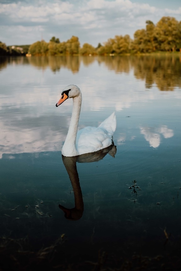 curious, swan, young, neck, grace, lake, water, waterfowl, goose, bird