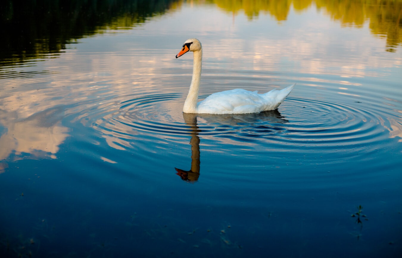 swimming, swan, waves, water, ripple, nature, aquatic bird, lake, bird, waterfowl