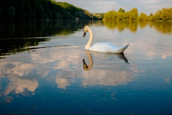 bird, young, swan, alone, water, reflection, lake, nature, river, dawn