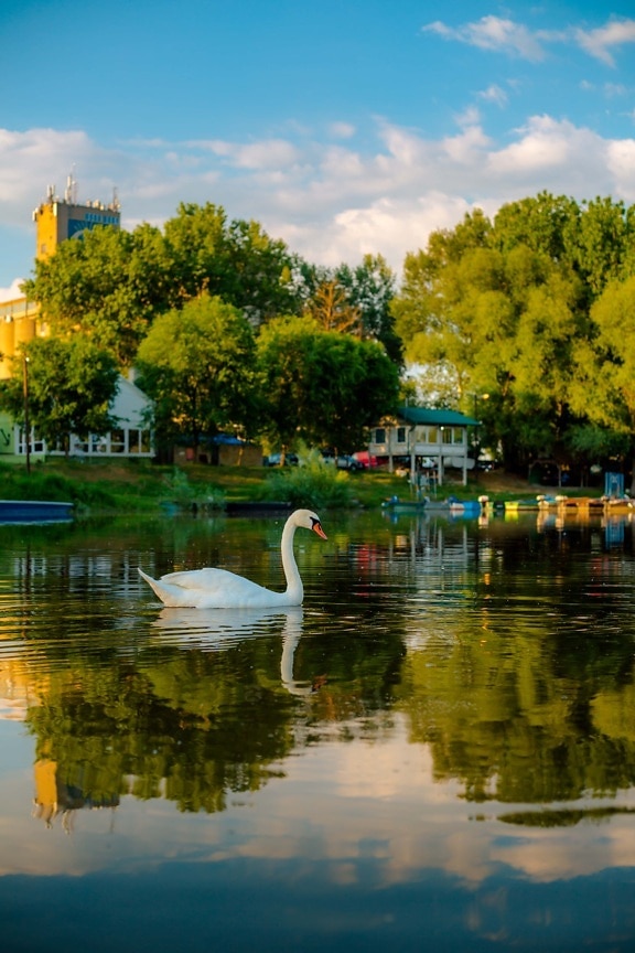 swan, lakeside, grace, majestic, bird, swimmer, water, reflection, lake, landscape