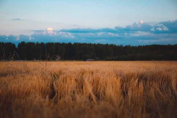 blé, champ de blé, crépuscule, atmosphère, calme, domaine, aube, rural, coucher de soleil, paysage