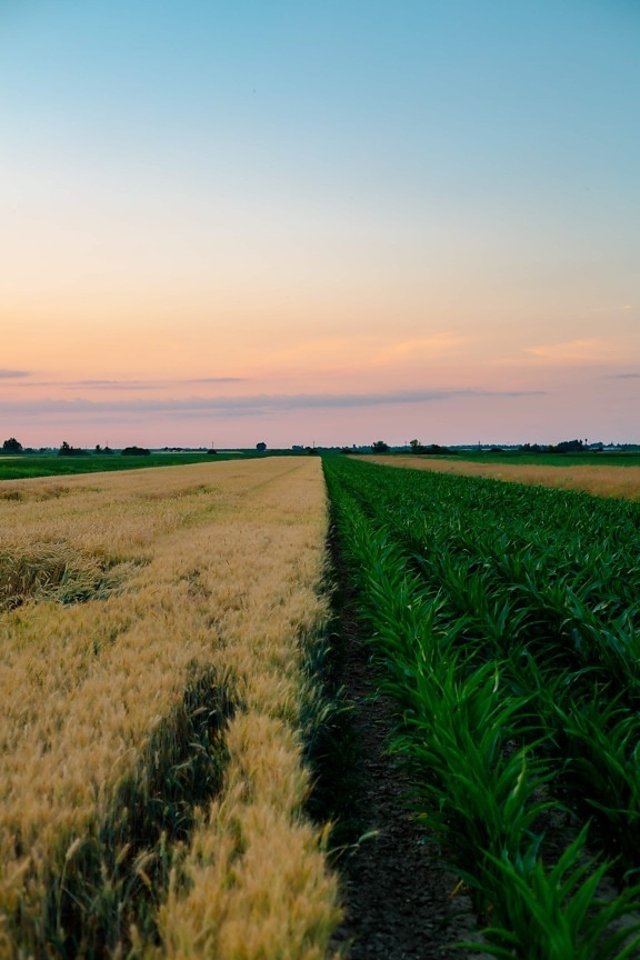 kukuřičné pole, kukuřice, pšenice, pšeničné pole, zemědělství, pole, krajina, venkova, tráva, farma