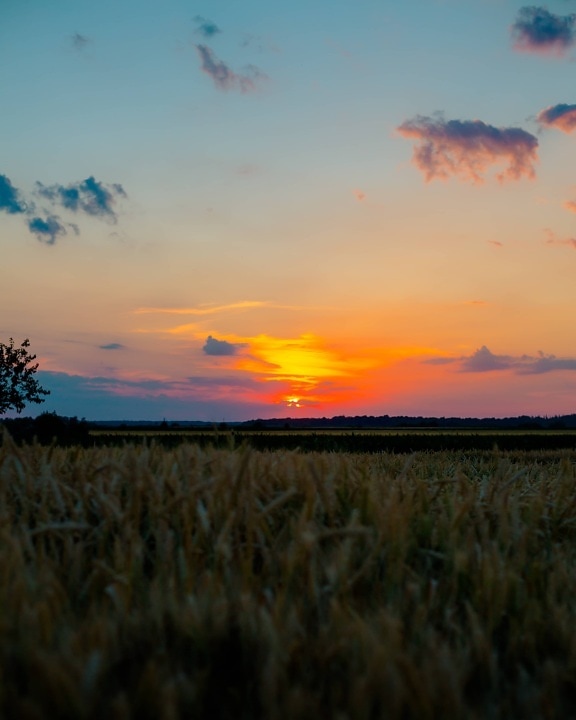 Пшеничное поле, Пшеница, атмосфера, закат, величавый, звезда, рассвет, пейзаж, солнце, сельской местности