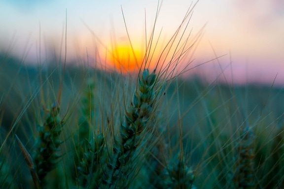 seed, close-up, barley, straw, agriculture, field, landscape, sunset, majestic, cereal