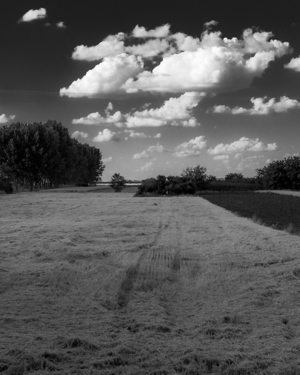 Free picture: wheat, black and white, harvest, monochrome, wheatfield ...