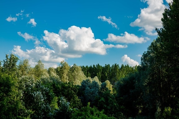Topol, les, stín, modrá obloha, atmosféra, krajina, dřevo, strom, příroda, léto