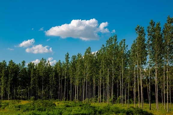 young, forest, poplar, greenery, trees, wood, landscape, nature, tree, grass