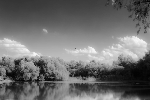 preto e branco, cinza, preto e branco, Lago, beira do lago, árvores, água, atmosfera, paisagem, árvore