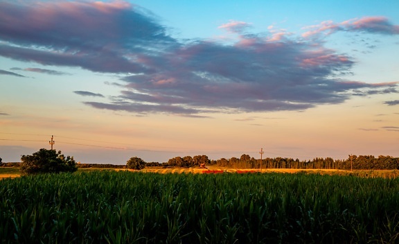clouds, dark blue, cornfield, agricultural, field, rural, dawn, agriculture, sunset, landscape