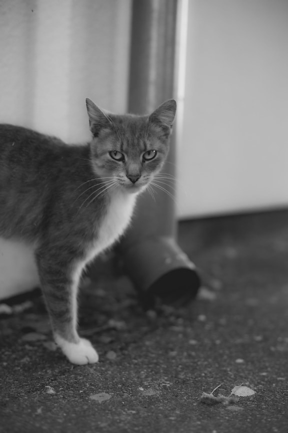 kitten, domestic cat, grey, black and white, monochrome, cat, pet, kitty, cute, fur