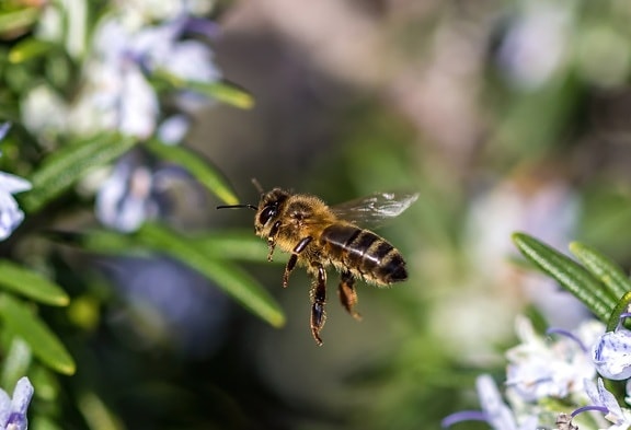Makro, Honigbiene, Insekt, Biene, fliegend, aus nächster Nähe, Blume, Natur, im freien, Anlage