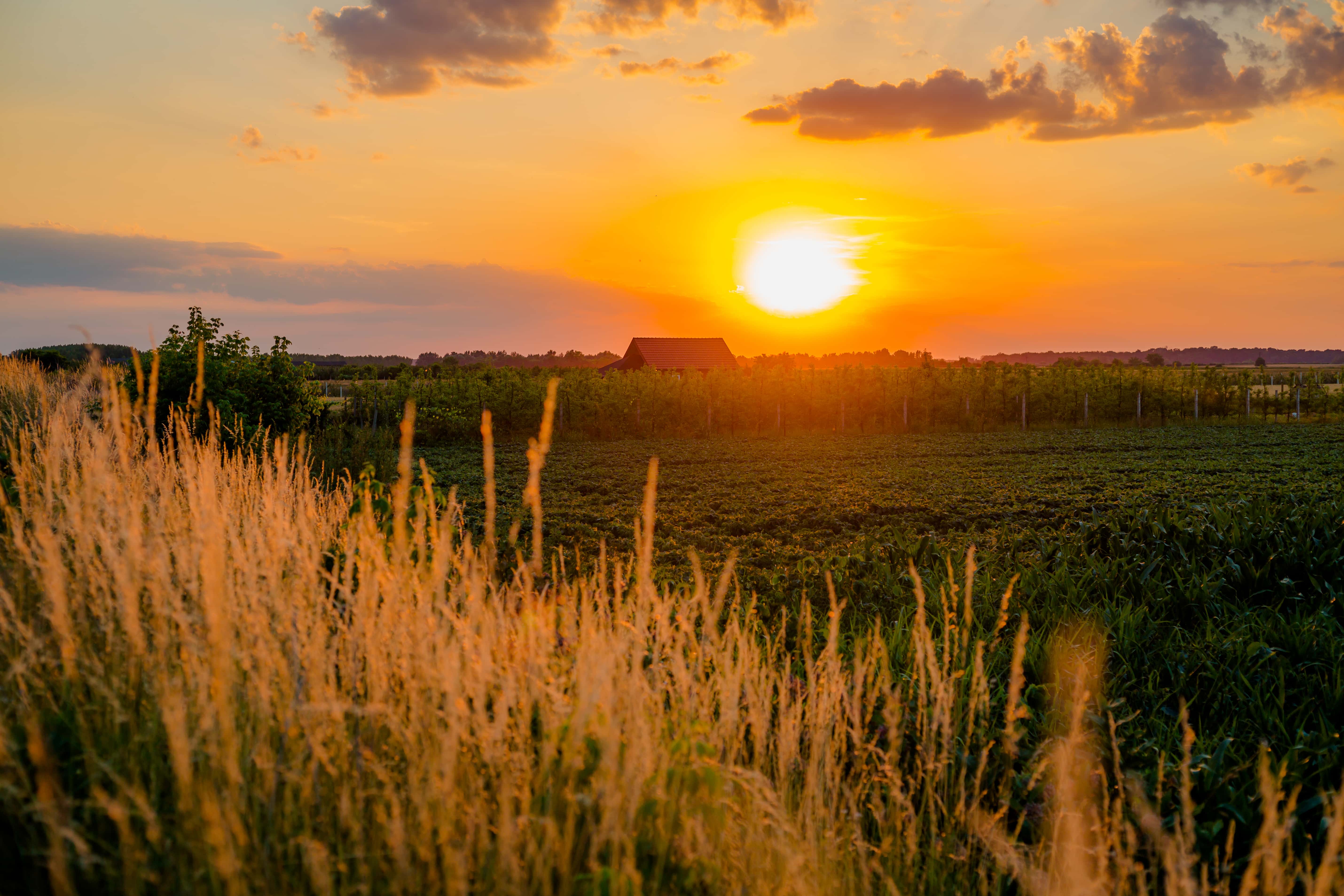 Free picture: agricultural, landscape, sunset, farm, orchard, farmland