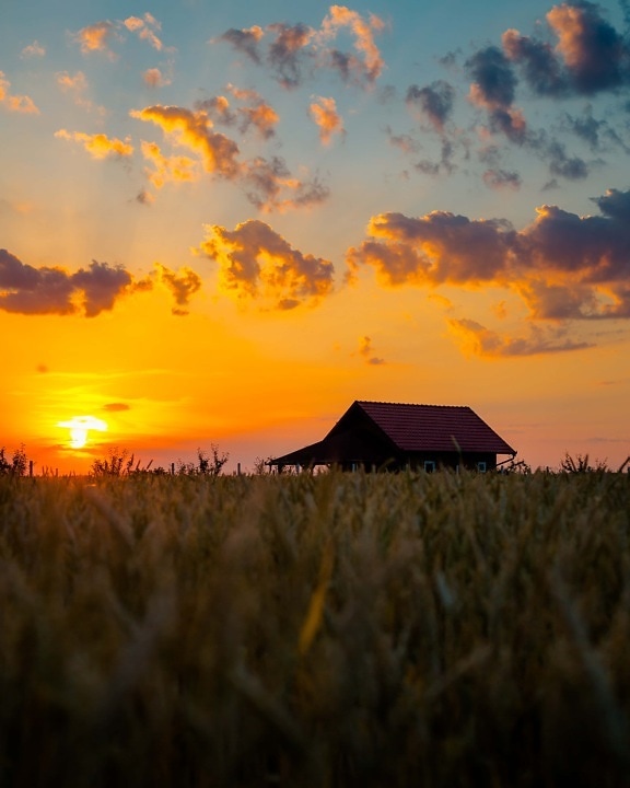 trigo, campo de trigo, casa de fazenda, terras agrícolas, pôr do sol, paisagem, sol, amanhecer, estrutura, zona rural