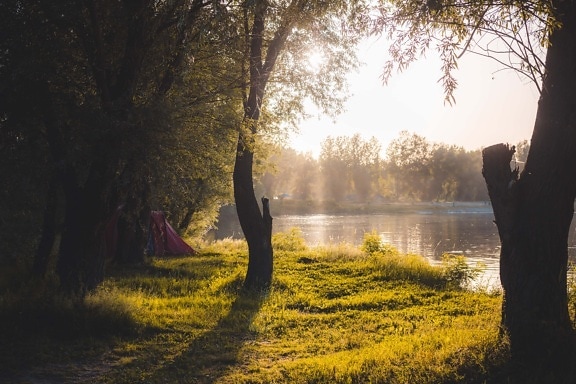 帐篷, 露营, 河, 河岸, 夏季, 阳光, 气氛, 雄伟, 树, 树