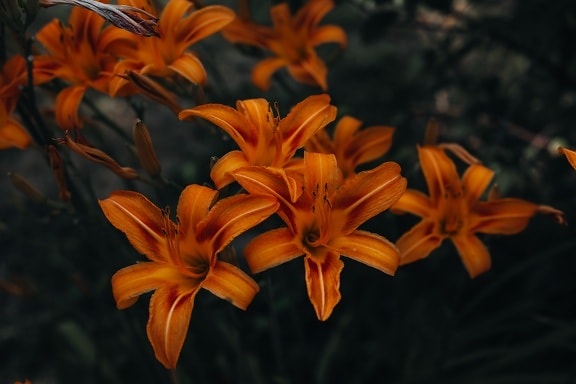 orange gul, Amaryllis, skugga, majestätisk, lilja, vackra blommor, blad, naturen, blomma, kronblad