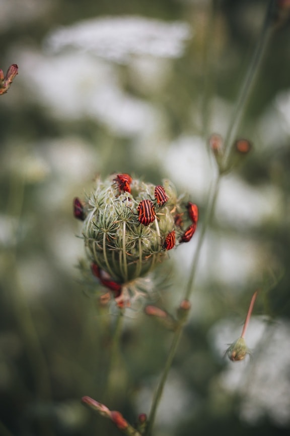 black, beetle, dark red, insect, nature, flower, plant, blur, flora, outdoors