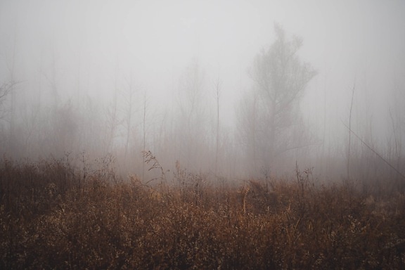 fog, autumn season, mist, bushes, forest, morning, dawn, landscape, wood, tree